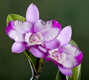Images Dated 4th June 2007: Orchid - Cattleya - Central and South America
