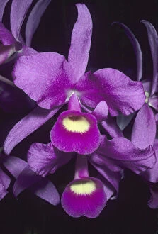 Delicate Gallery: Orchid, (Cattleya skinneri), national flower
