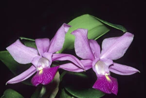 Orchid, (Cattleya walkeriana), Brazil
