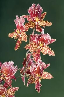 Images Dated 4th June 2007: Orchid - Colmanara Wild Cat Orchid - South America