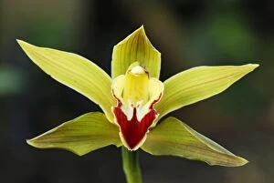 Orchid (Cymbidium sp.)