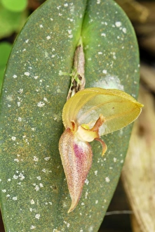 Images Dated 21st September 2007: Orchid - Departamento Putumayo - Colombia