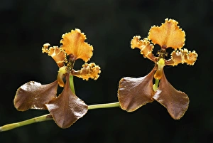 Images Dated 21st September 2007: Orchid - Departamento Putumayo - Colombia