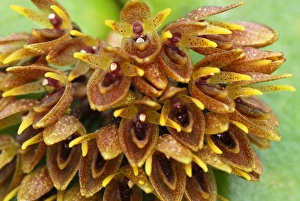 Images Dated 21st September 2007: Orchid - Departamento Putumayo - Colombia
