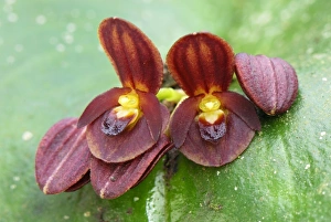 Images Dated 21st September 2007: Orchid - Departamento Putumayo - Colombia