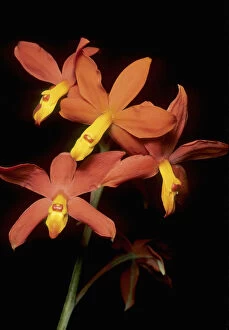 Delicate Gallery: Orchid, (Encyclia vitellina), Guatemala