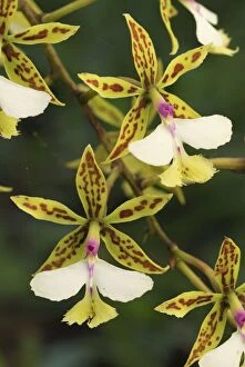 Orchid (Epidendrum stamfordianum)