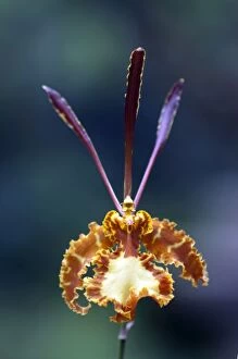 Images Dated 13th January 2010: Orchid flower