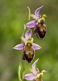 Images Dated 26th April 2014: Orchid in flower Sardinia, Italy