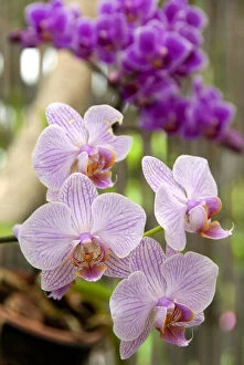 Images Dated 13th August 2010: Orchid flowers, Orchid Gardens of Sitio