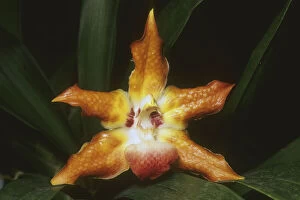 Tropic Gallery: Orchid, (Huntleya barthii), Costa Rica