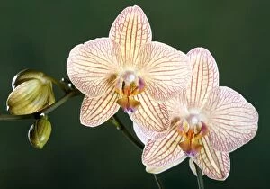 Images Dated 4th June 2007: Orchid - Malibu Bistrot - Asia
