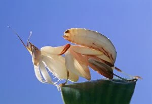 Images Dated 27th May 2010: Orchid Mantis - juvenile