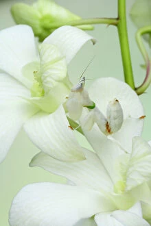 Plants Collection: Orchid Mantis - On orchid showing camouflage Hymenopus coronatus IN000632