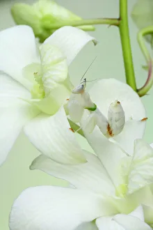 Images Dated 24th July 2007: Orchid Mantis - On orchid showing camouflage Hymenopus coronatus IN000632