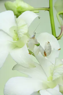 Orchids Prints: Orchid Mantis - On orchid showing camouflage Hymenopus coronatus IN000632