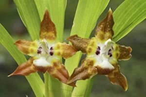 Orchid (Maxillaria sp.)