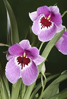 Images Dated 4th June 2007: Orchid - Miltoniopsis Pink delight - South America