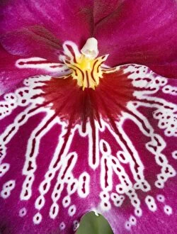 Orchid -'Miltoniopsis Rubis falls - close-up of petal