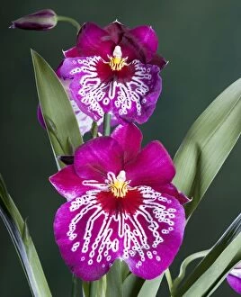 Images Dated 4th June 2007: Orchid - Miltoniopsis Rubis falls - South America