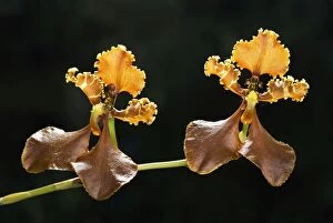 Orchid (Odontoglossum punctatum)