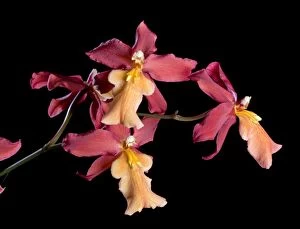 Images Dated 4th June 2007: Orchid - Odontoglossum x burrageara - Stephan Isler - South America