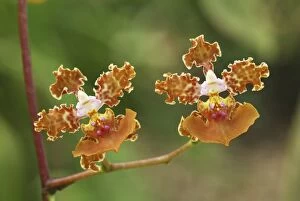 Orchid (Oncidium altissimum)