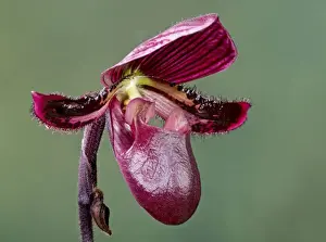 Orchids Prints: Orchid - Paphiopedilum Black Jack - Tropical Asia