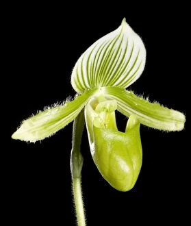 Images Dated 6th June 2007: Orchid - Paphiopedilum. Orchid. Tropical Asia