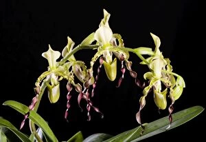 Images Dated 4th June 2007: Orchid - Paphiopedilum parishii - Tropical Asia
