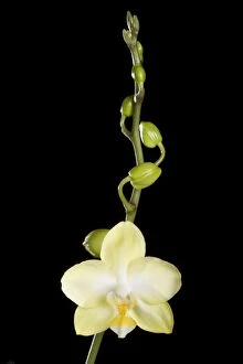 Images Dated 6th June 2007: Orchid - Phalaenopsis - Asia