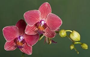 Images Dated 4th June 2007: Orchid - Phalaenopsis - Asia