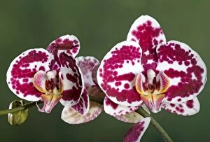 Images Dated 4th June 2007: Orchid - Phalaenopsis Elegant Julia Orchid - Asia