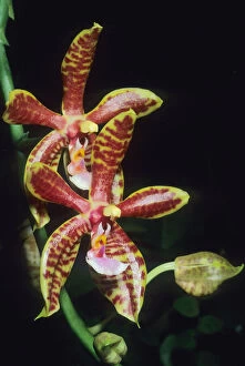 Delicate Gallery: Orchid, (Phalaenopsis mannii), India