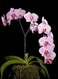 Images Dated 4th June 2007: Orchid - Phalaenopsis Sacramento - Asia