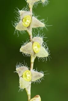 Orchid (Stelis sp.)