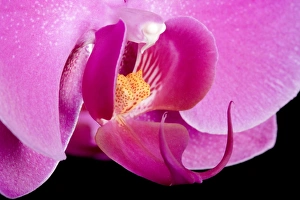 Images Dated 4th June 2007: Orchid - Valentine - Asia