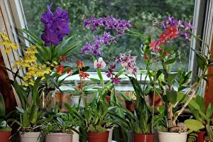 Pots Prints: Orchids, Hybrid assortment- in living room, aboreal types, Lower Saxony, Germany