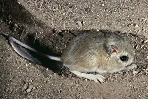 Ord s KANGAROO RAT - in burrow