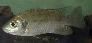 Images Dated 11th January 2006: Oreochromis (Tilapia) niloticus Lake Victoria, Uganda, Africa