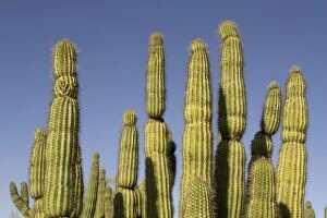 Images Dated 21st March 2005: Organ Pipe Cactus