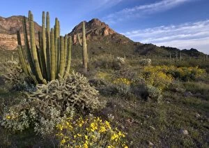 Images Dated 2nd March 2005: Organ Pipe Cactus - with bristle-bush, Opuntia spp & Lupines Organ Pipes National Monument