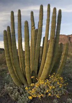 National Monument Prints: Organ pipe cactus, with brittle bush in flower (Encelia farinosa)