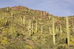 Images Dated 17th March 2005: Organ Pipe Cactus and Giant Saguaro (Carnegiea gigantea)