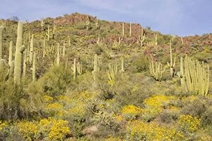 Organ Pipe Cactus and Giant Saguaro (Carnegiea gigantea)