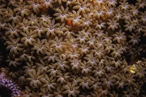 Organ Pipe Coral Indo Pacific