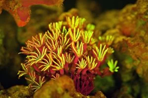 Images Dated 11th January 2017: Organ-pipe Coral showing fluorescent colors when