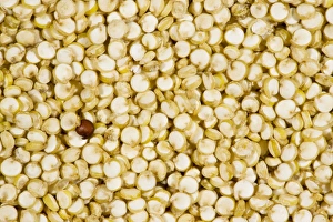Images Dated 14th November 2008: Organic Quinoa, Chenopodium quinoa, grains; nutritious food grain, from Ecuador