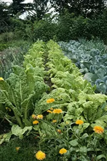 Marigolds Prints: Organic Vegetable Garden With Marigolds as companion planting