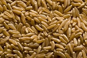 Organically grown Kamut / Khorasan wheat